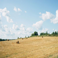 Hay bales