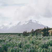 Meadow of bluebells with snowy mountains